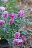 Mosel rose photo
