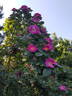 Kiese rose photo