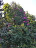 Kiese rose photo