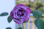 12-21-02 rose photo