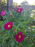 Rote Hannover rose photo