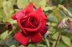 Royal Show rose photo