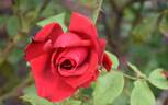 Royal Show rose photo