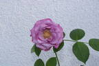 12-21-02 rose photo