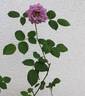 12-21-02 rose photo