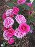 Carat ® rose photo