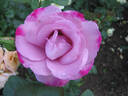 Moody Blue rose photo
