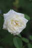 Fürstin von Pless rose photo