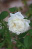Fürstin von Pless rose photo