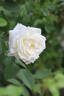 Fürstin von Pless rose photo