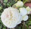 Clotilde Soupert, Cl. rose photo