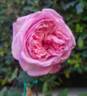 Marie Ducher rose photo