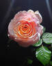 Sweet Revelation rose photo
