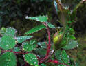Gloire Lyonnaise rose photo