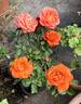 Fearless rose photo