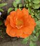 Fearless rose photo