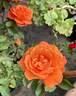 Fearless rose photo