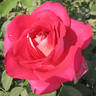 Picture Perfect rose photo