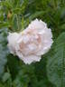 White Grootendorst rose photo