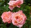 Cinderella Kordana® rose photo
