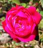 Cherry Drop rose photo