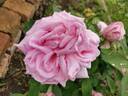 Heinrich Münch rose photo