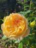 Summertime rose photo