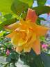 Sutter's Gold, Cl. rose photo