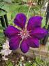 Gipsy Queen clematis photo