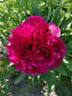 Officinalis Rubra Plena peony photo