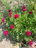 Officinalis Rubra Plena peony photo