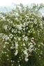 White Dorothy Perkins rose photo
