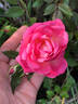 Star Bravo rose photo