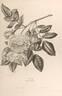 La Biche rose photo