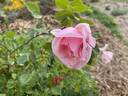 Susan Louise rose photo