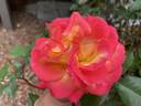 F-09-133 rose photo