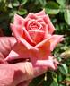 Nancy Hall rose photo
