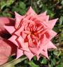 Nancy Hall rose photo