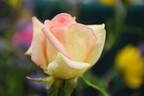 The Lady rose photo