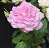 Gra's Blu rose photo