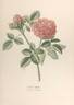 Prince Albert rose photo