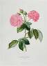 Eugénie Desgaches rose photo