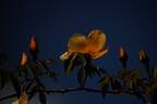 Amber Cloud ™ rose photo