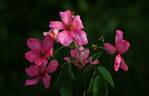 Mateo's Silk Butterflies rose photo