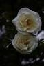 Yellow Lijang Gigantea rose photo