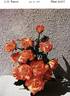 Patchwork rose photo