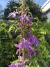 Esperanto clematis photo