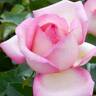 Star-Crossed Lovers ™ rose photo
