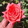 Orange Classic rose photo