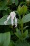 Hakuree clematis photo